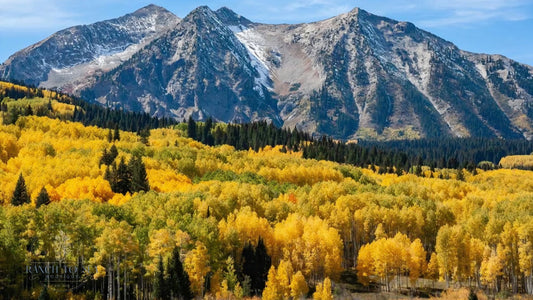 how to care for sweaters- autumn trees and dark evergreens beneath rugged mountain peaks and a blue sky.