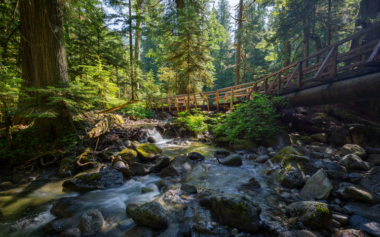  sustainable eco-friendly finds- forest with water and bridge — coastal ranch lifestyle curated by Ranch To Sea Boutique™