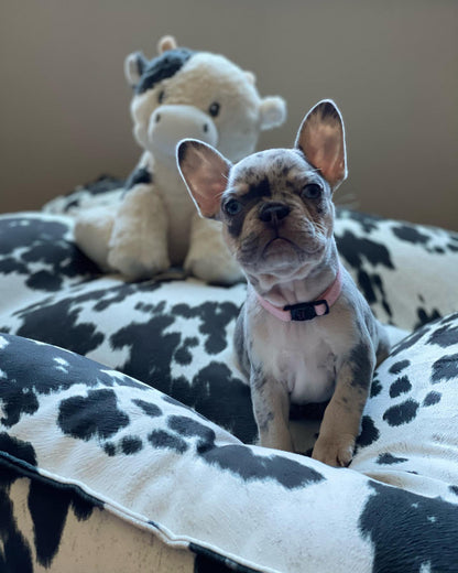 Plazza Large Wrangler Dog Bed