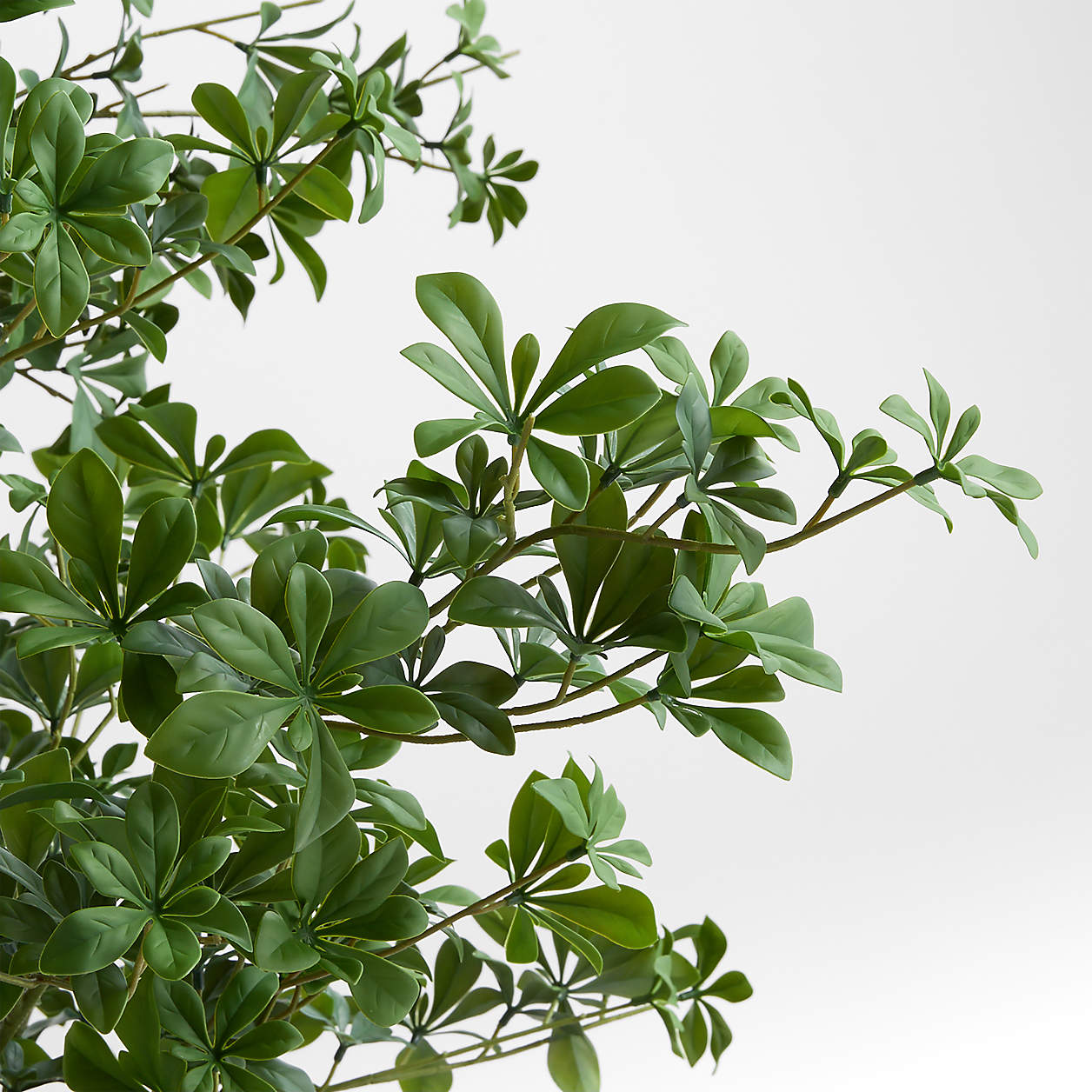 Potted Faux Black Olive Tree 7.5'