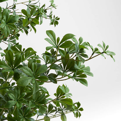 Potted Faux Black Olive Tree 7.5'